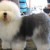 Foto do cachorro Sheepdog