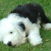Imagem da raça Old English Sheepdog