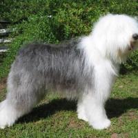 Imagem de Old English Sheepdog