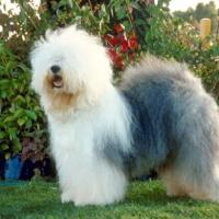 Foto de Sheepdog