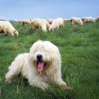 Filhote de Sheepdog