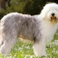 Foto da raça Old English Sheepdog