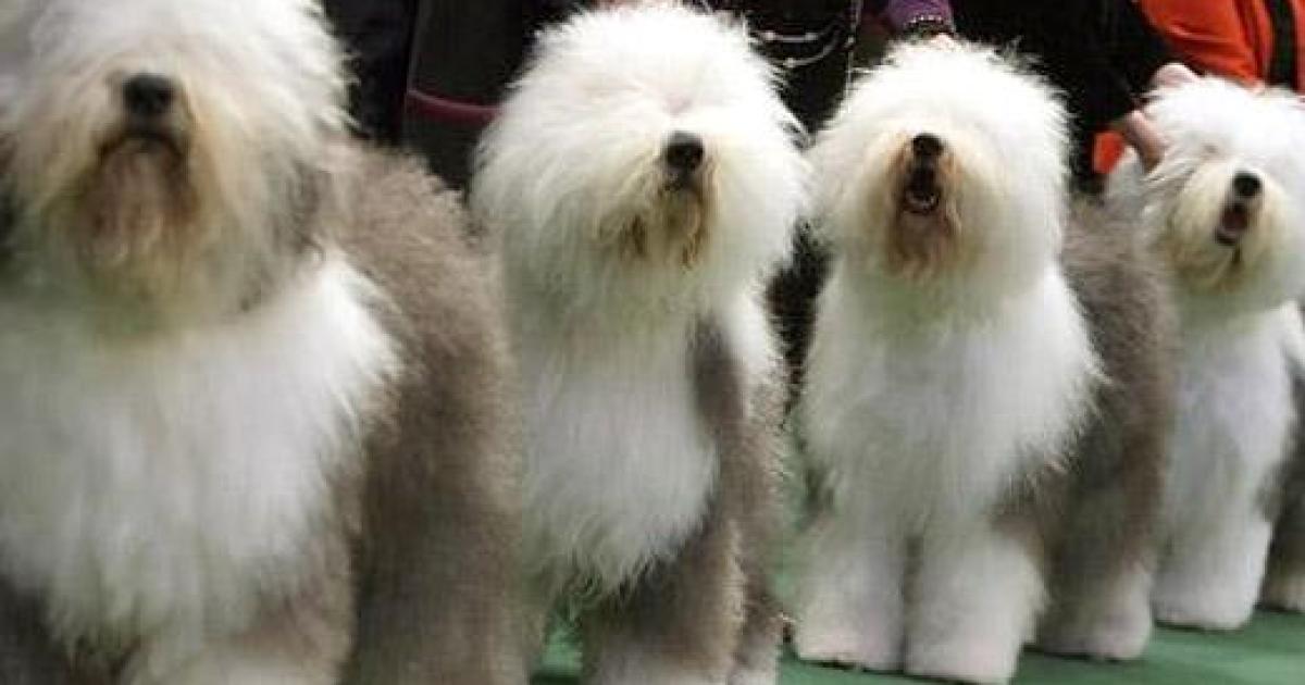 Raça  Old English Sheepdog