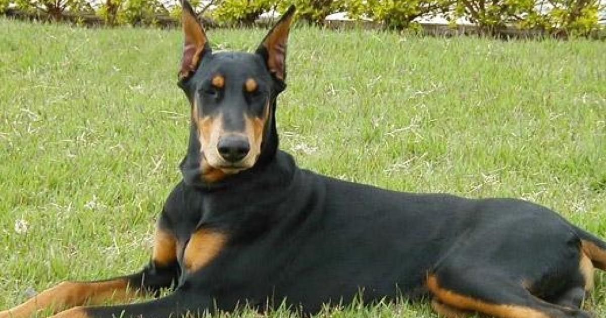 Doberman são cachorros elegantes e corajosos