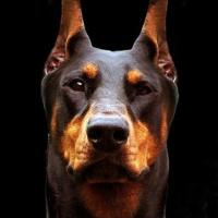 Fotos da raça Doberman