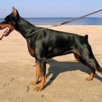 Fotos de Doberman