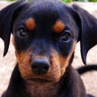 Foto de filhote de Doberman