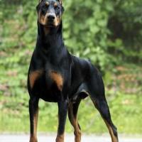 Imagem de cachorro Doberman