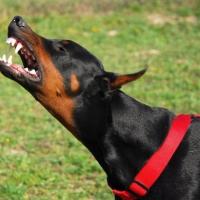 Foto de cão Doberman