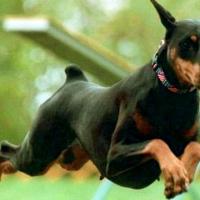 Foto de cachorro da raça Doberman