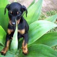 Imagem de filhote de Doberman