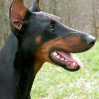 Fotos da raça Doberman