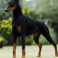 Foto de Doberman