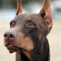 Imagem de cachorro Doberman