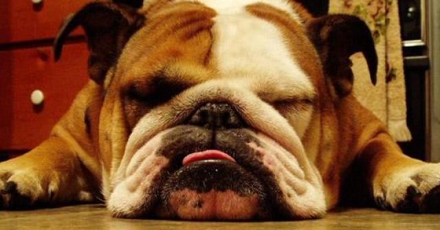 Apetite não lhes falta. Os Buldogs precisam de alguns cuidados, quanto a higiene é recomendado escovação, banhos e secar bem a pelagem