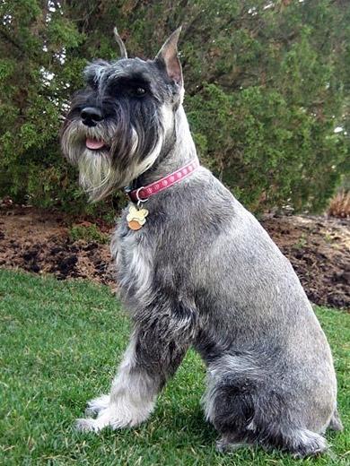 Foto de Schnauzer