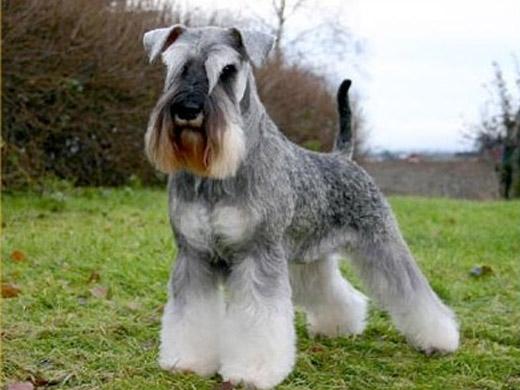 schnauzer cachorro