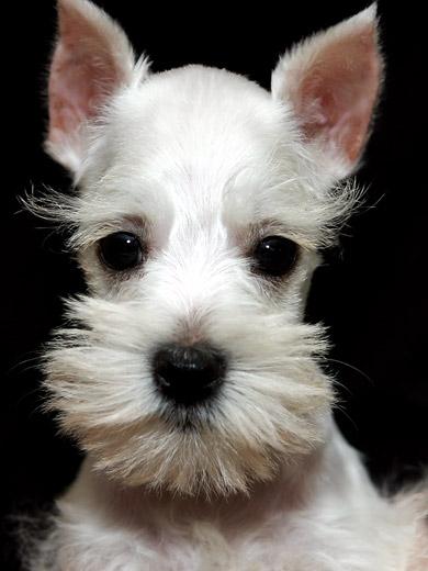 Foto de filhote Schnauzer