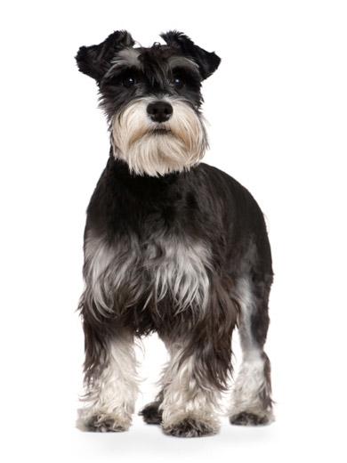 Imagem de Schnauzer