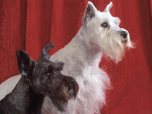 schnauzer cachorro