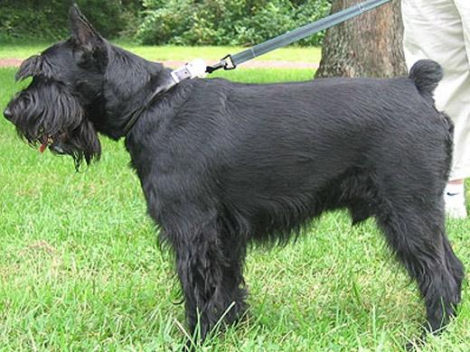 Foto da raça Schnauzer