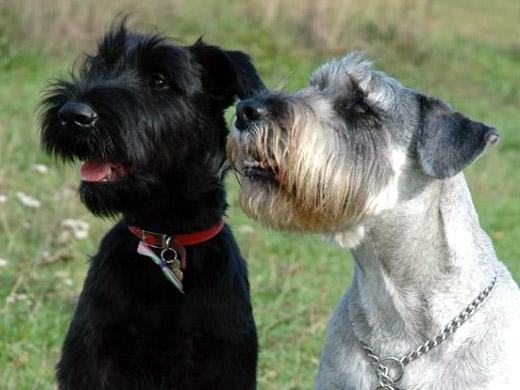 Foto de cão Schnauzer