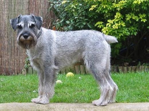 Foto de cachorro Schnauzer cachorro