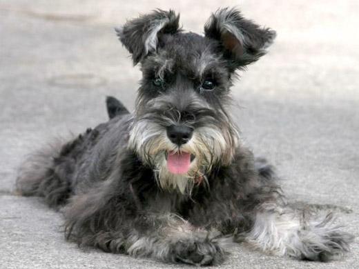 Imagem da raça de cachorro Schnauzer