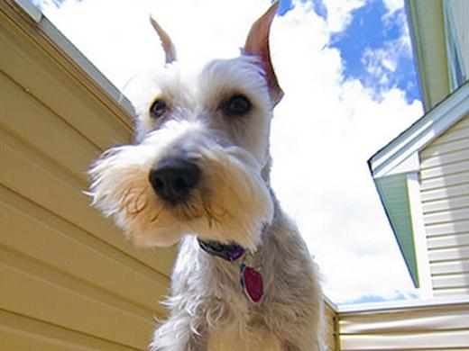Foto de cachorro Schnauzer