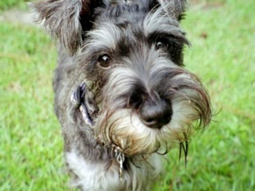 Imagem da raça Schnauzer