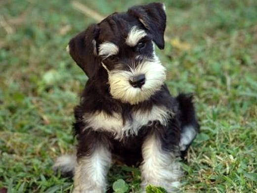 Filhote de cachorro Schnauzer