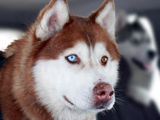Fotos de cachorro Husky Siberiano
