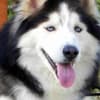Imagem de cão Husky Siberiano