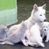 Fotos de Husky Siberiano