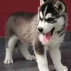 Fotos de Husky Siberiano