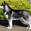 Imagem da raça Husky Siberiano