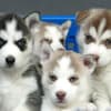 Família de Husky Siberiano