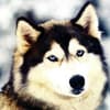 Fotos da raça Husky Siberiano