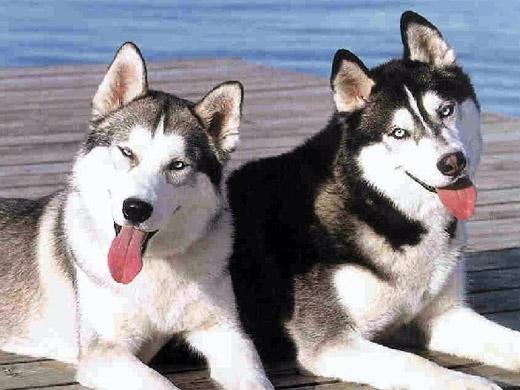 Fotos de cachorro Husky Siberiano