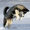 Imagem da raça de cachorro Husky Siberiano