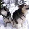 Fotos de cão Husky Siberiano