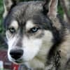 Imagem da raça Husky Siberiano