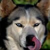 Fotos da raça Husky Siberiano