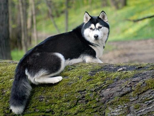 Cachorro Husky Siberiano