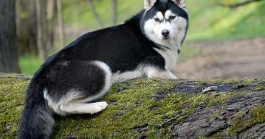 Cachorro Husky Siberiano