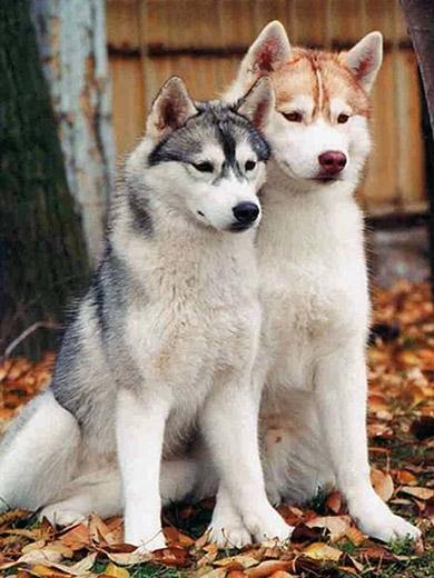 Imagem de Husky Siberiano