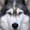 Imagem de cachorro Husky Siberiano
