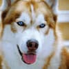 Fotos da raça Husky Siberiano