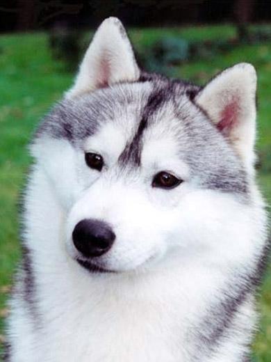 Fotos de cachorro Husky Siberiano