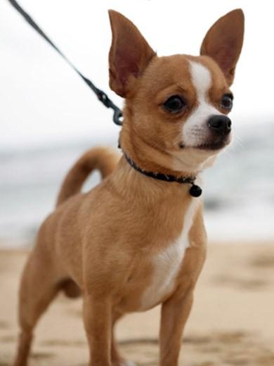 Fotos de cachorro Chihuahua